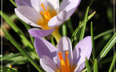Kijk je ook uit naar de lente?